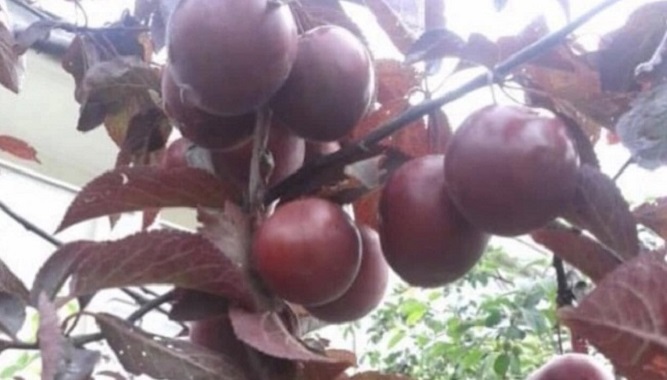 IĞDIR'IN AL ELMASI VE HİKAYESİ