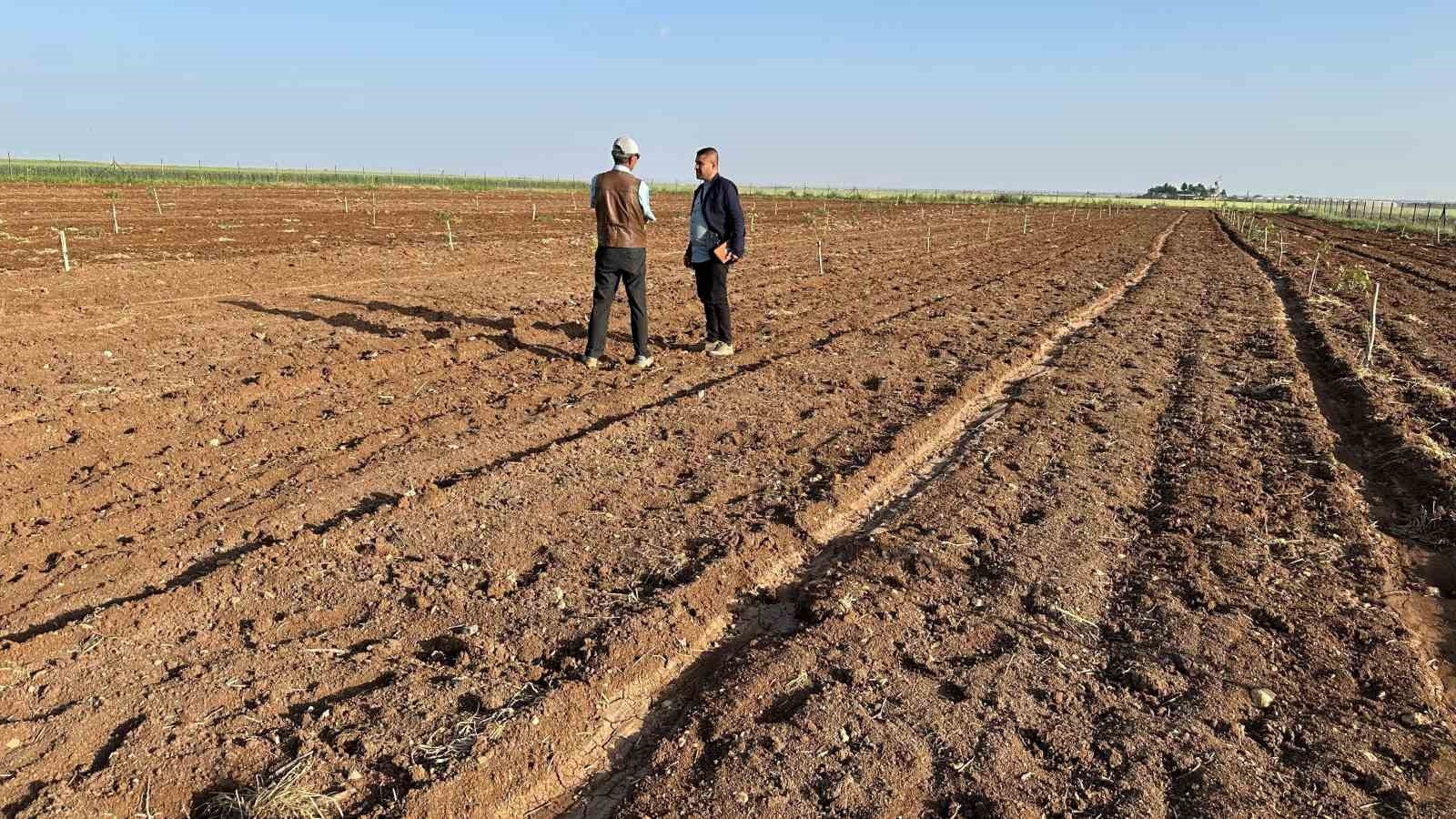 2025/04/midyat-ve-nusaybinde-fistik-yetistiriciligi-yukseliste-20250426AW44-1.jpg
