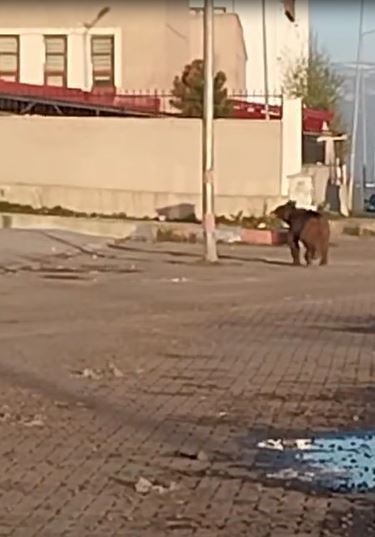 2025/05/ardahan-sehir-merkezinde-bozayi-panigi-20250509AW45-1.jpg
