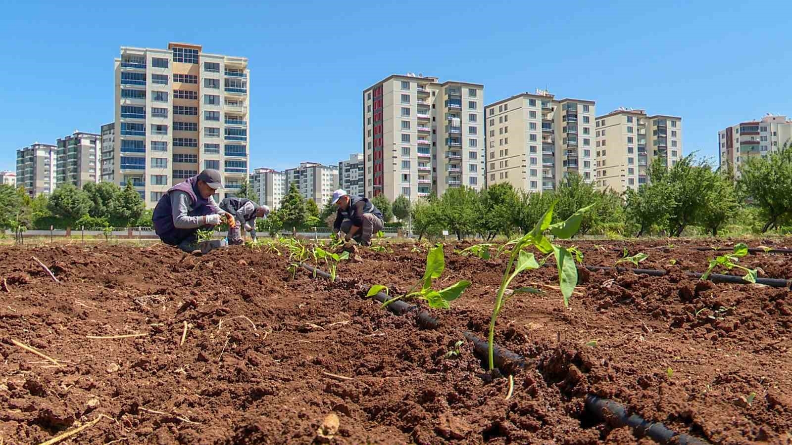 2025/05/diyarbakirdan-yerel-tohum-hamlesi-disa-bagimlilik-sona-erecek-20250517AW45-1.jpg