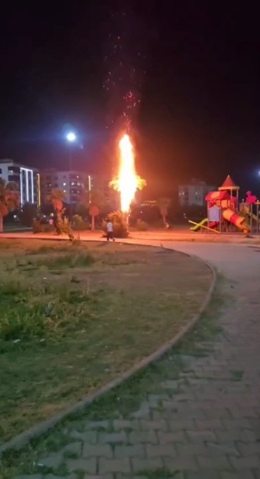 2025/05/kiziltepede-parktaki-palmiye-agaci-yakildi-20250527AW46-1.jpg