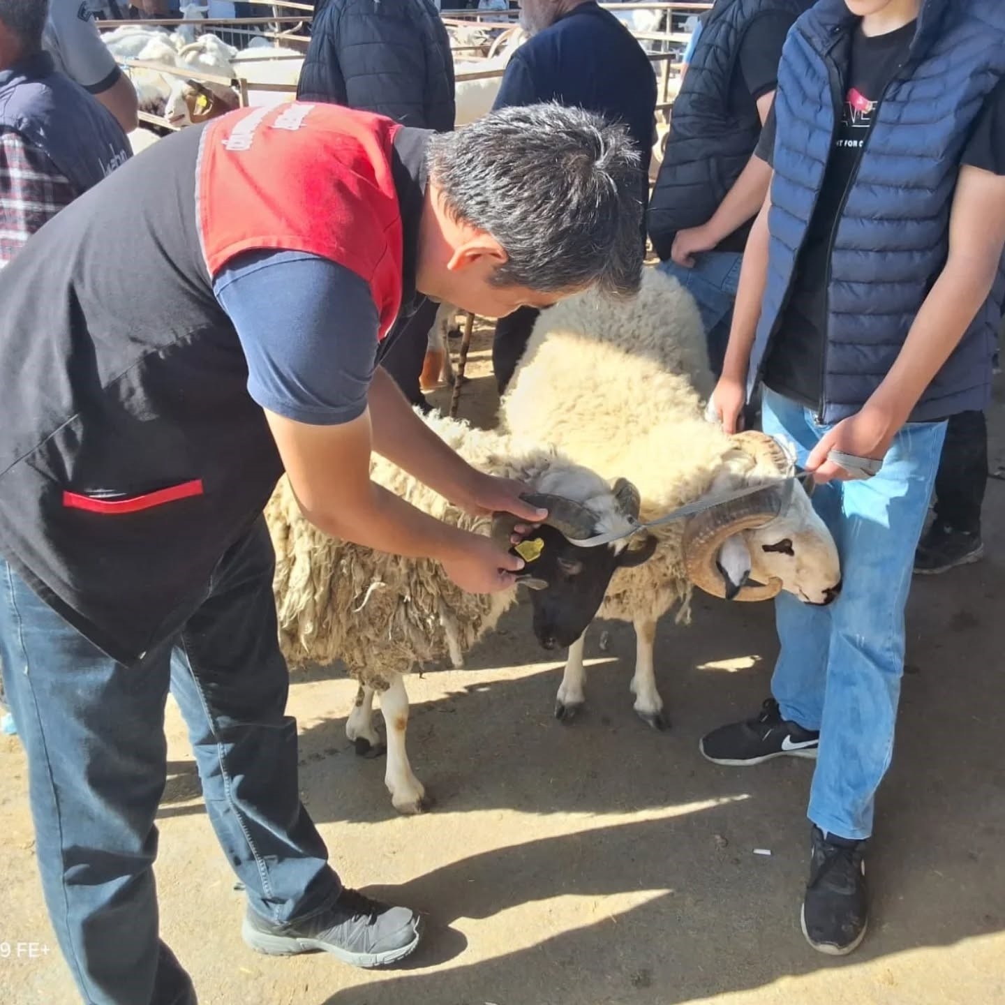 2025/05/kurban-bayrami-oncesi-hayvan-pazari-denetlendi-20250523AW46-1.jpg