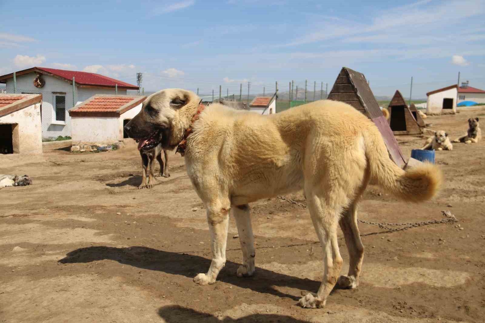 2025/05/kurt-populasyonundaki-artis-kangal-kopegine-talebi-arttirdi-20250520AW45-1.jpg