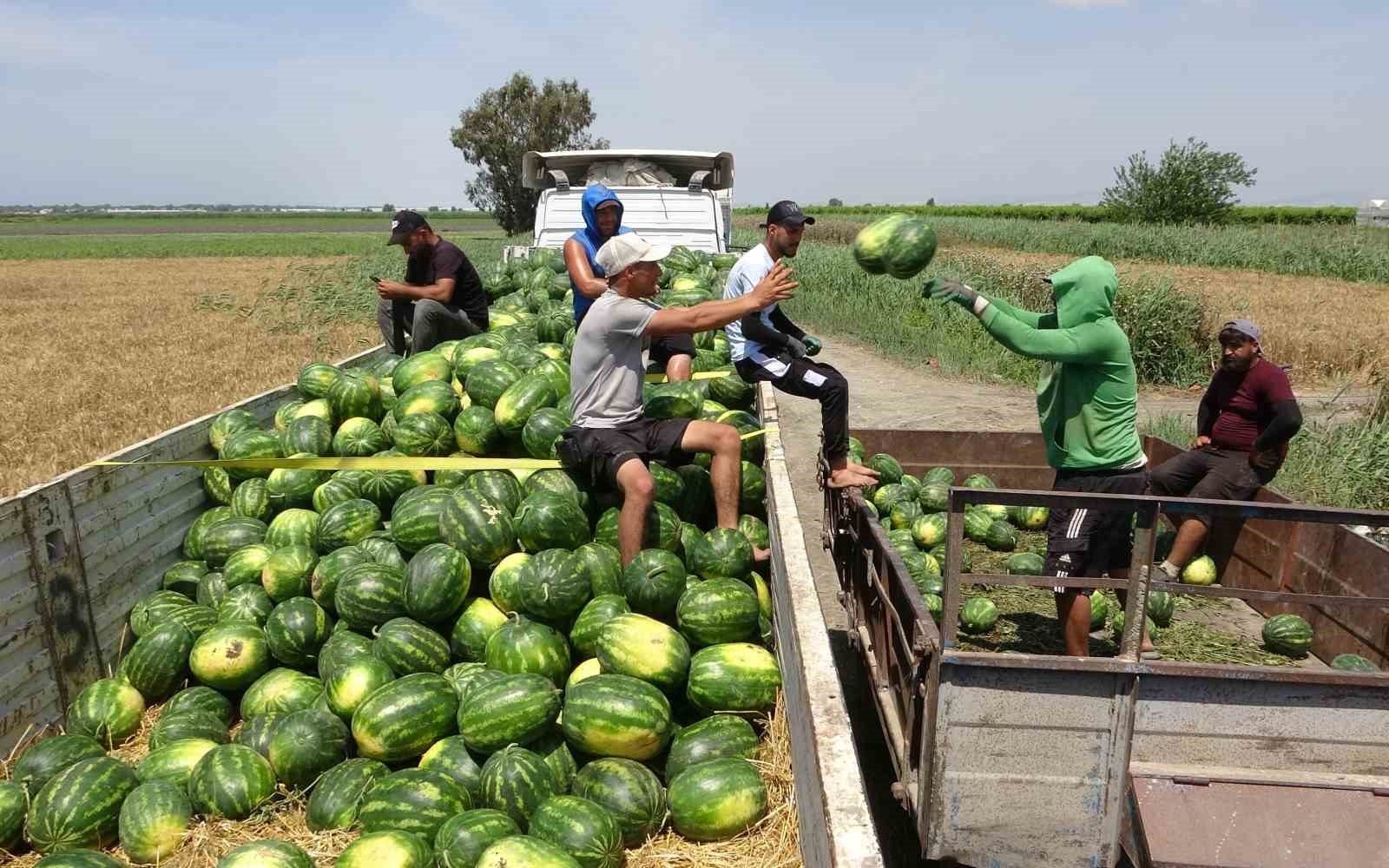 2025/05/mersinde-karpuz-hasadi-basladi-ureticinin-yuzu-don-ve-dolu-nedeniyle-gulmedi-20250526AW46-1.jpg