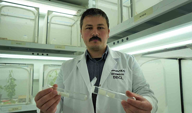 150 bin samuray arısı kahverengi kokarca ile mücadele edecek