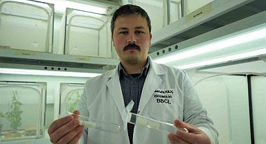 150 bin samuray arısı kahverengi kokarca ile mücadele edecek