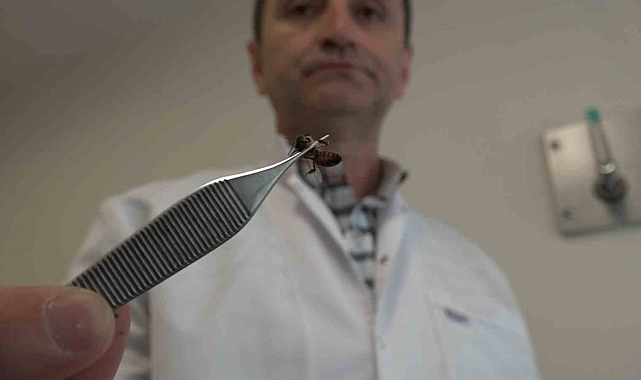 5 bin yıllık tedavi: Bu arılar şifa dağıtıyor