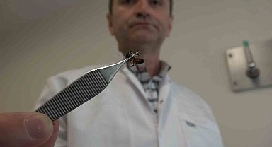 5 bin yıllık tedavi: Bu arılar şifa dağıtıyor