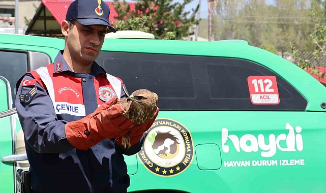 Ağrı&#039;da yaralı halde bulunan şahin tedavi altına alındı