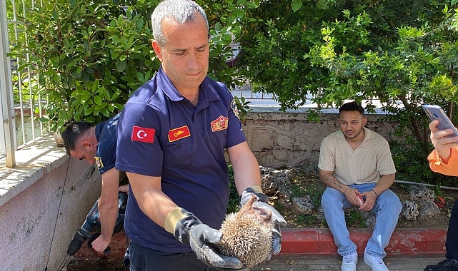 Anaokulunda kirpi operasyonu