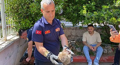 Anaokulunda kirpi operasyonu