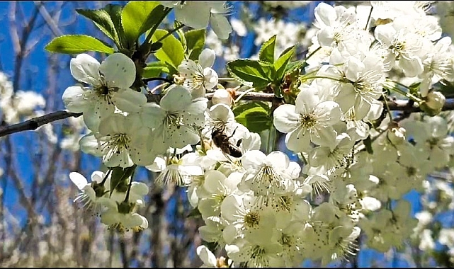 Arıcılardan çevre örgütlerine ilginç sitem: &quot;Arı yoksa peşinden koştukları hayvanlar da olmayacak&quot;