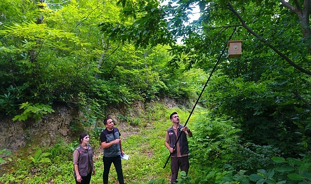 Artvin ormanlarında zararlı böceklere karşı kuşlar devrede