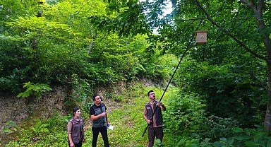 Artvin ormanlarında zararlı böceklere karşı kuşlar devrede