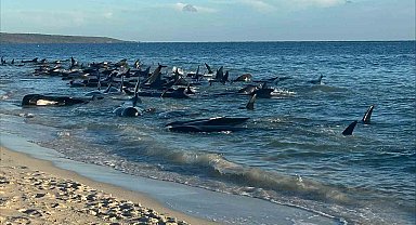 Avusturalya'da 160 pilot balina kıyıya vurdu, 28'i öldü