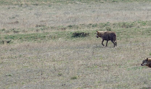 Bayburt&#039;ta ilçeye inen 3 kurt arazide görüldü