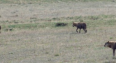 Bayburt'ta ilçeye inen 3 kurt arazide görüldü