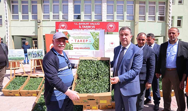 Bayburt&#039;ta üreticilere fide dağıtıldı