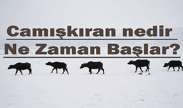 Camışkıran zamanı geldi