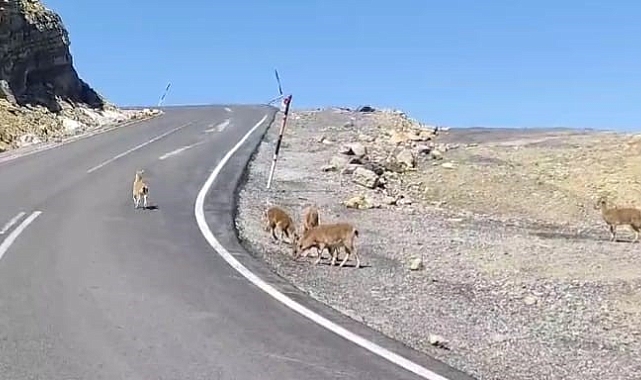 Çukurca&#039;da dağ keçileri sürü halinde görüntülendi