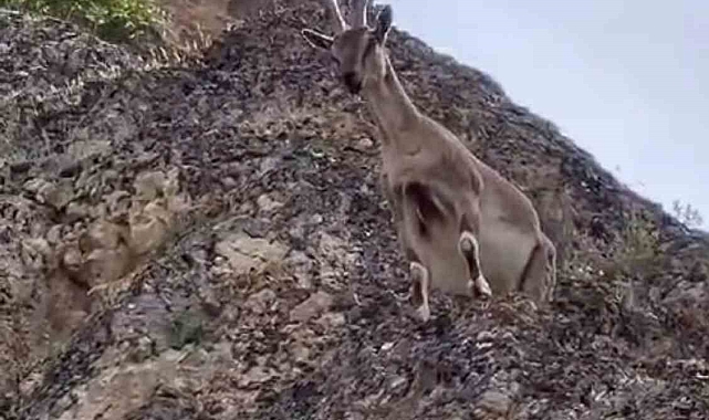 Dağ keçileri Palu Kalesi&#039;ni mesken tuttu