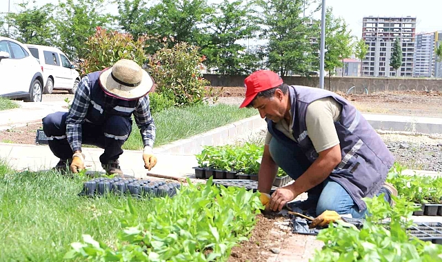 Diyarbakır&#039;da 200 bin çiçek toprakla buluşuyor