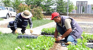 Diyarbakır'da 200 bin çiçek toprakla buluşuyor