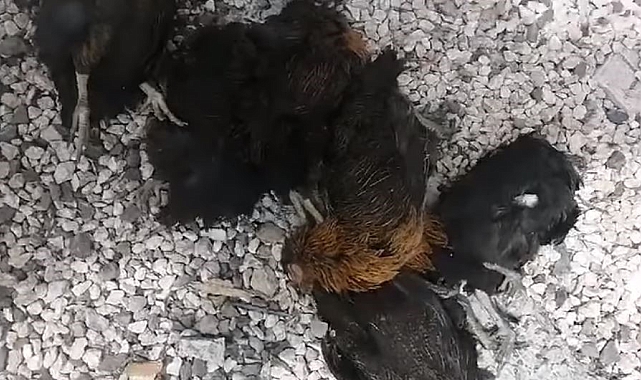 Elazığ&#039;da hırsızlar kümesten 60 tavuk ve 2 kangal yavrusu çaldı, 11 tavuğu da telef etti