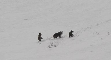 Erzincan'da anne ayı ve yavruları karlı arazide dolaşırken görüntülendi