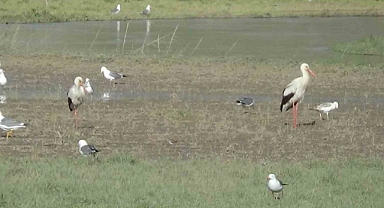 Eski günlerine kavuşan Karasu Çayı bir çok yaban kuşuna ev sahipliği yapıyor