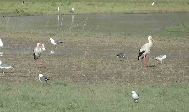 Eski günlerine kavuşan Karasu Çayı bir çok yaban kuşuna ev sahipliği yapıyor