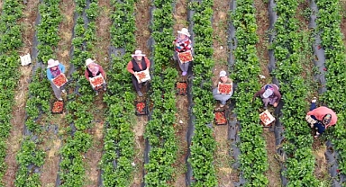 Hatay'da çilek fiyatları çiftçinin yüzünü güldürdü: Tarladan 70 TL'den alıcı buluyor