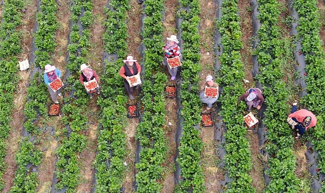 Hatay&#039;da çilek fiyatları çiftçinin yüzünü güldürdü: Tarladan 70 TL&#039;den alıcı buluyor