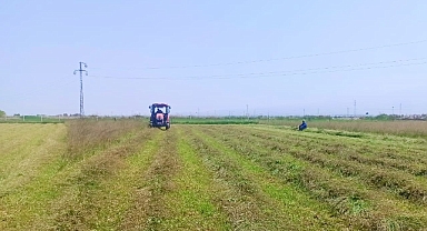 Iğdır’da hasadı başladı! Bu ürün yılda 4 kez hasat edilebiliyor