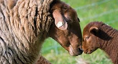 Iğdır'da memur maaşına çoban bulunamıyor