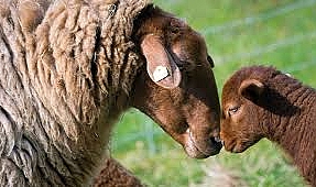 Iğdır&#039;da memur maaşına çoban bulunamıyor