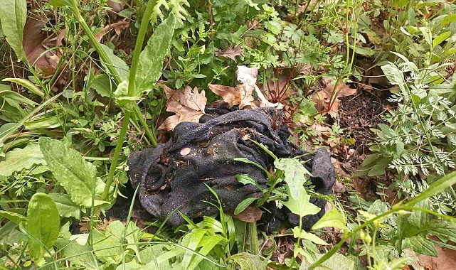 Kadavra köpekleri ormanda Korhan Berzeg&#039;e ait iz arıyor