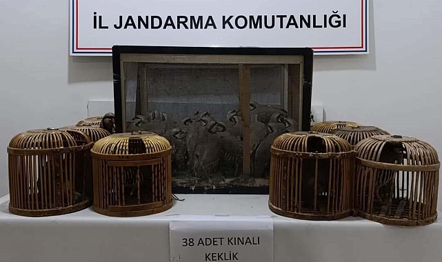 Kafes avcıları jandarmaya takıldı