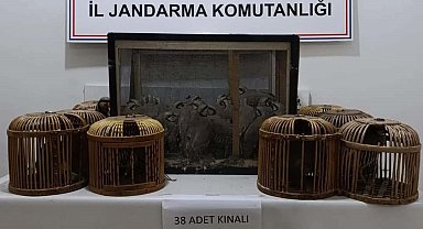 Kafes avcıları jandarmaya takıldı