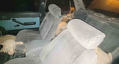 Karaman'da polisten kaçan otomobilde 7 çalıntı koyun çıktı