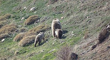 Kış uykusundan uyanan ayı ve yılanları görüntüledi