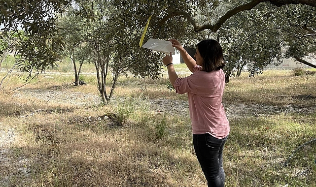 Kuyucak&#039;ta zeytin güvesi uyarısı