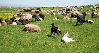 Kuzu satışlarından kent ekonomisine 1 milyar lira gelir bekleniyor