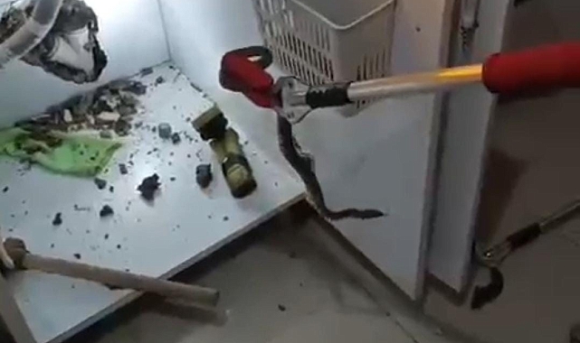 Şanlıurfa&#039;da yılan operasyonu