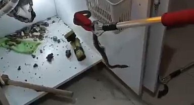 Şanlıurfa'da yılan operasyonu