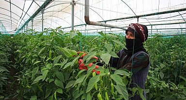 Seralarda sıcak havada zorlu hasat