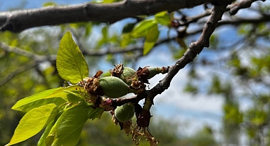 Tarım Müdürlüğünden “ÇİL” uyarısı