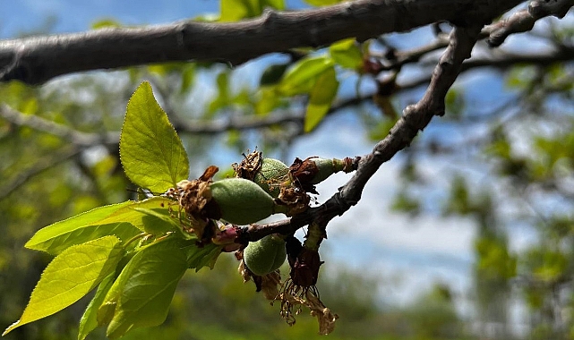 Tarım Müdürlüğünden “ÇİL” uyarısı