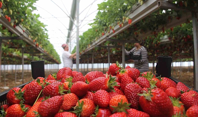 Topraksız tarım sistemiyle çilek üretimine başladılar: Yıllık kazanç hedefleri 5 milyon TL