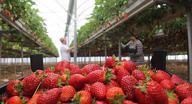 Topraksız tarım sistemiyle çilek üretimine başladılar: Yıllık kazanç hedefleri 5 milyon TL